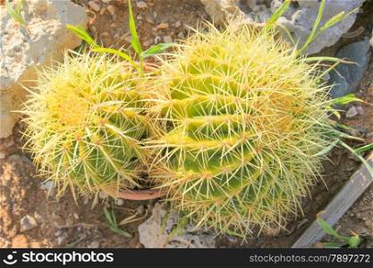 Close up of globe shaped cactus with long thorns.
