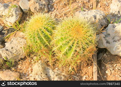 Close up of globe shaped cactus with long thorns