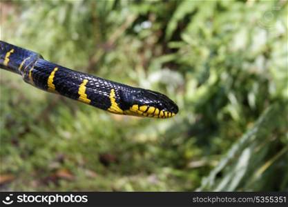 close up of gold ringed cat snake