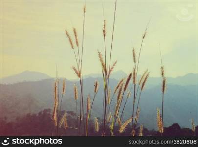Close up of golden grass field over the mountain with retro filter effect