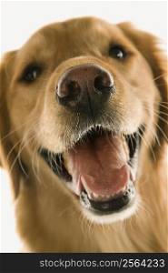 Close up of Golden Retriever dog.