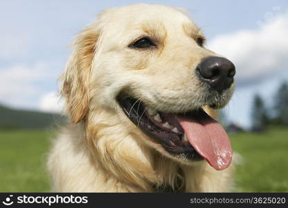 Close-up of golden retriever, panting