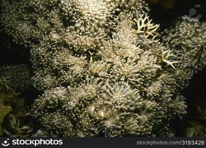Close-up of golden soft coral, Pemba Channel, Tanzania