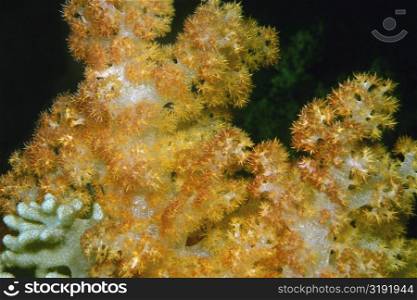 Close-up of golden soft coral underwater, Fiji
