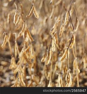 Close-up of golden soybeans growing in field