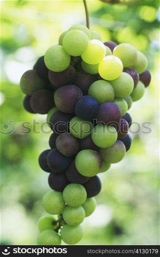 Close-up of grapes, Bali, Indonesia