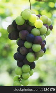 Close-up of grapes, Bali, Indonesia