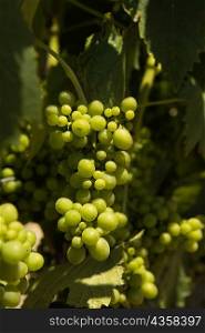 Close-up of grapes on the vine