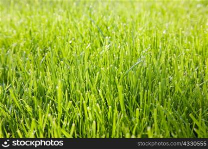 Close up of grass
