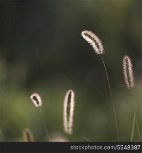 Close-up of grass, Dunhuang, Jiuquan, Gansu Province, China