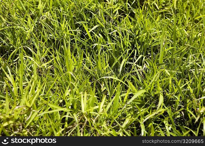 Close-up of grass in a park