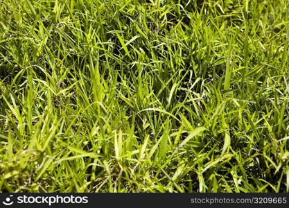 Close-up of grass in a park