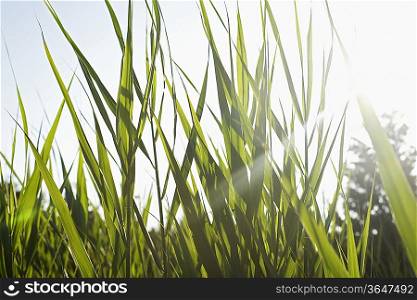 Close-up of grass in field on sunny day