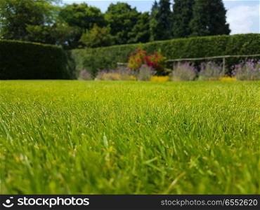 Close up of grass lawn in English garden