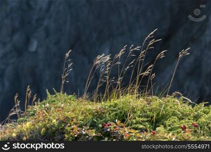 Close-up of grass, Skerwink Trail, Bonavista Peninsula, Newfoundland And Labrador, Canada