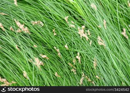 close-up of grass with seeds, green background