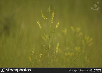 Close up of grasses.
