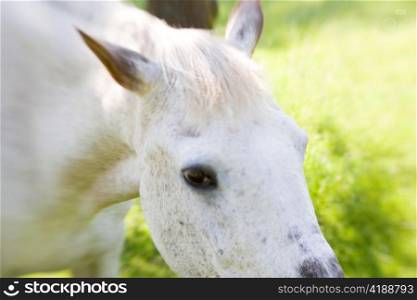 Close Up of Gray Horse