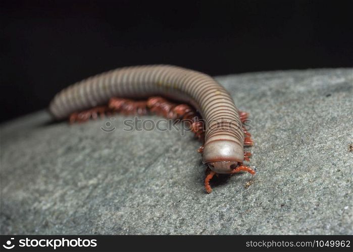 Close up of gray millipede