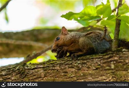 Close-up of gray squirrel sitting on branch holding nut with sharp claws and eating.