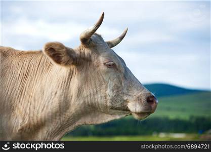 Close Up of Grazing Cows on a Summer Day against a Bright Blue Background with Clouds of Sky