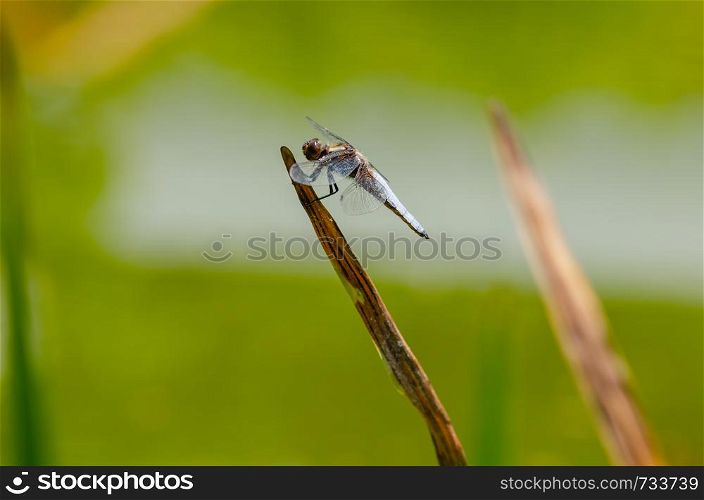 Close up of great dragon fly, it is sitting on the tall leaf