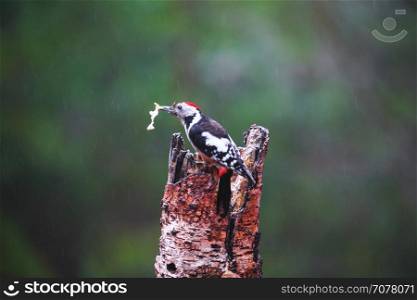 Close-up of Great Spotted Woodpecker sitting on a tree in a rainy spring forest. Great Spotted Woodpecker in a rainy spring forest