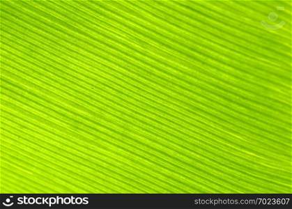 Close up of green banana leave with bright color