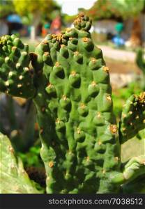 Close-up of green big cactus, outdoor in garden