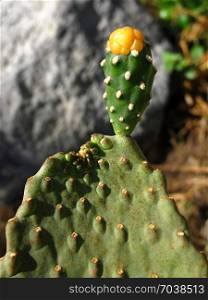 Close-up of green big cactus, outdoor in garden
