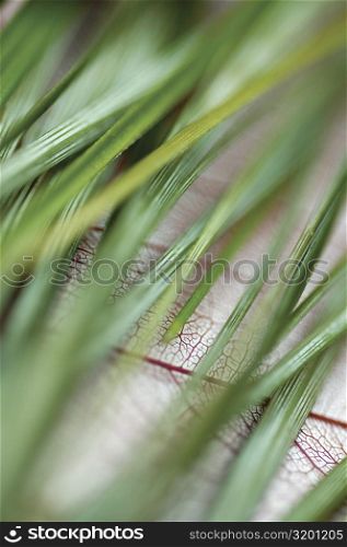 Close-up of green blades of grass