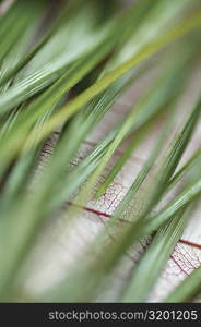 Close-up of green blades of grass