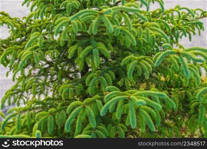 Close up of green bush conifer tree. Detailed nature concept.. Conifer tree green bush