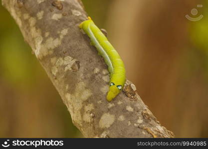 Close-up of green caterpillars on natural trees.