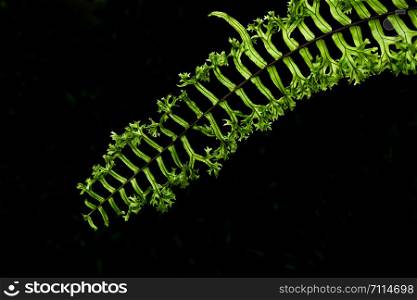 Close up of green fern leaves isolated on black background