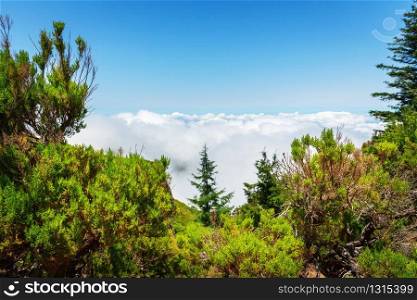 Close up of green forest in mountains agains the sky, Portugal, Madeira. Mountains landscape