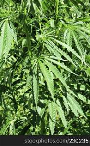 Close-up of green fresh foliage of cannabis plant  hemp, marijuana 