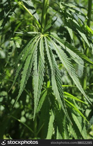 Close-up of green fresh foliage of cannabis plant  hemp, marijuana 
