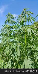 Close up of green fresh foliage of cannabis plant (hemp, marijuana) on blue sky background