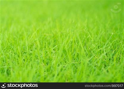 Close up of green fresh grass with water drop on the top of the leaves which is a part of the outdoor nature lawn, selective soft focus.
