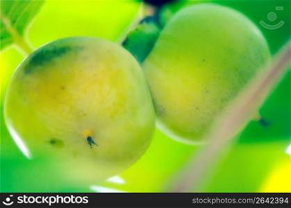 Close up of green fruit