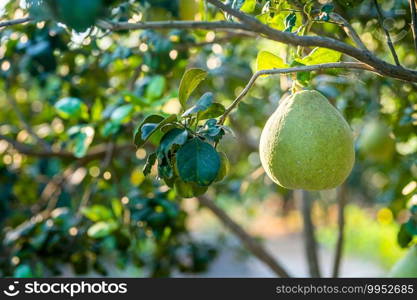 Close up of green Grapefruit grow on the Grapefruit tree in a garden background  harvest citrus fruit thailand.