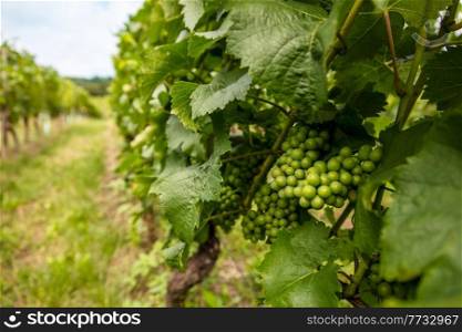 Close up of green grapes growing on grape vines in a vineyard at a winery