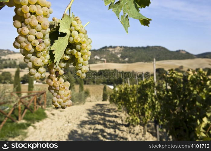 Close-up of green grapes on grapevine in vineyard