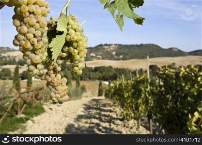 Close-up of green grapes on grapevine in vineyard