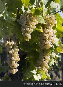 Close-up of green grapes on grapevine in vineyard