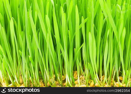 Close up of green grass