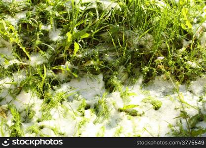 Close-up of green grass covered by snow Spring, snow melting.