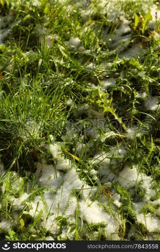 Close-up of green grass covered by snow Spring, snow melting.