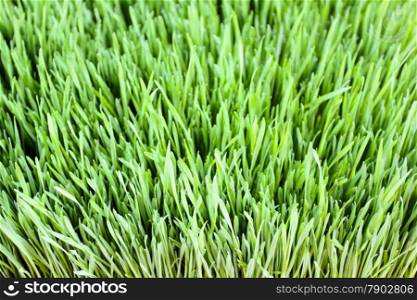 Close up of green grass leaves foliage.